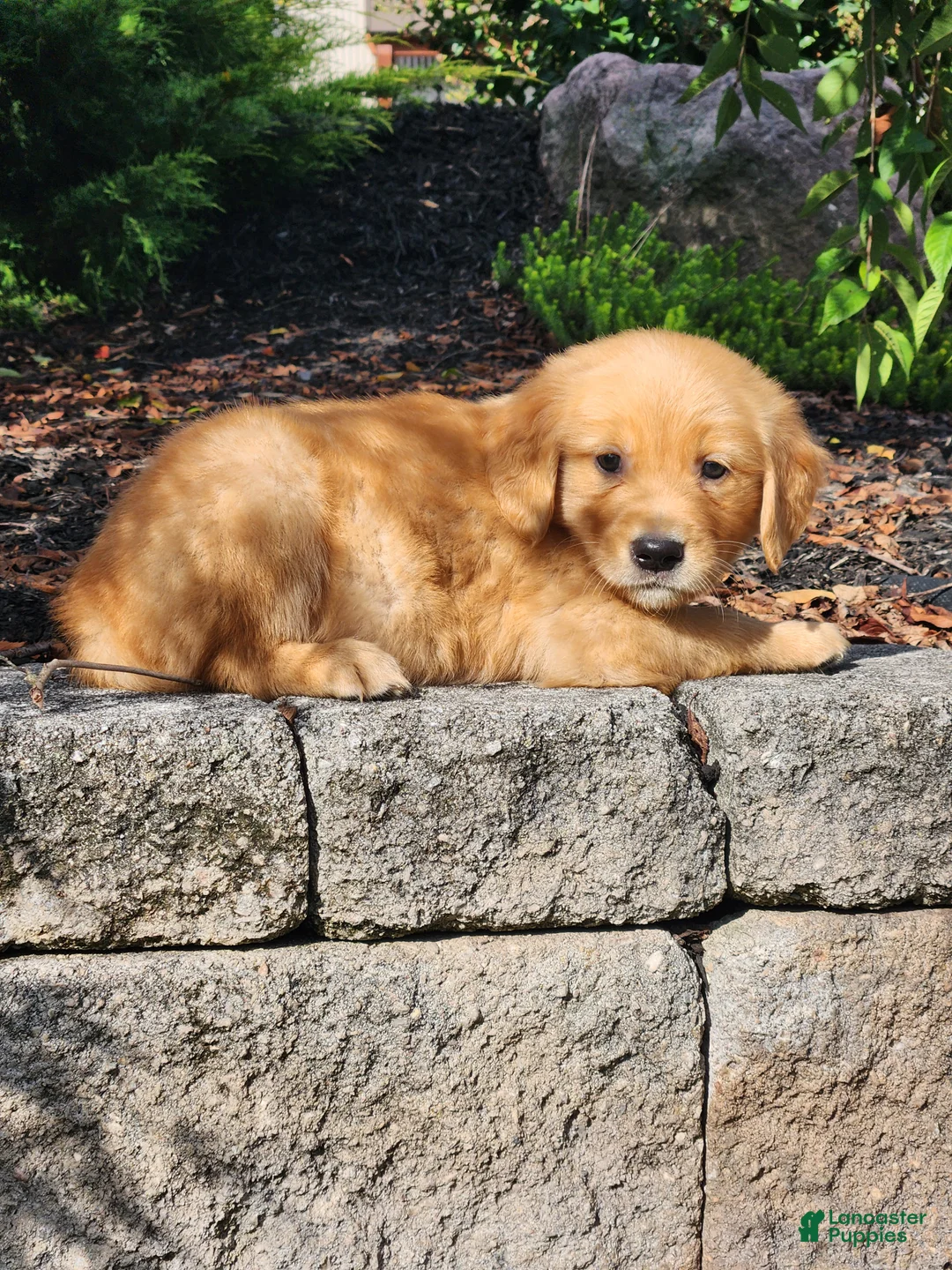 Golden Retriever dogs for sale: Chase - Ad 1