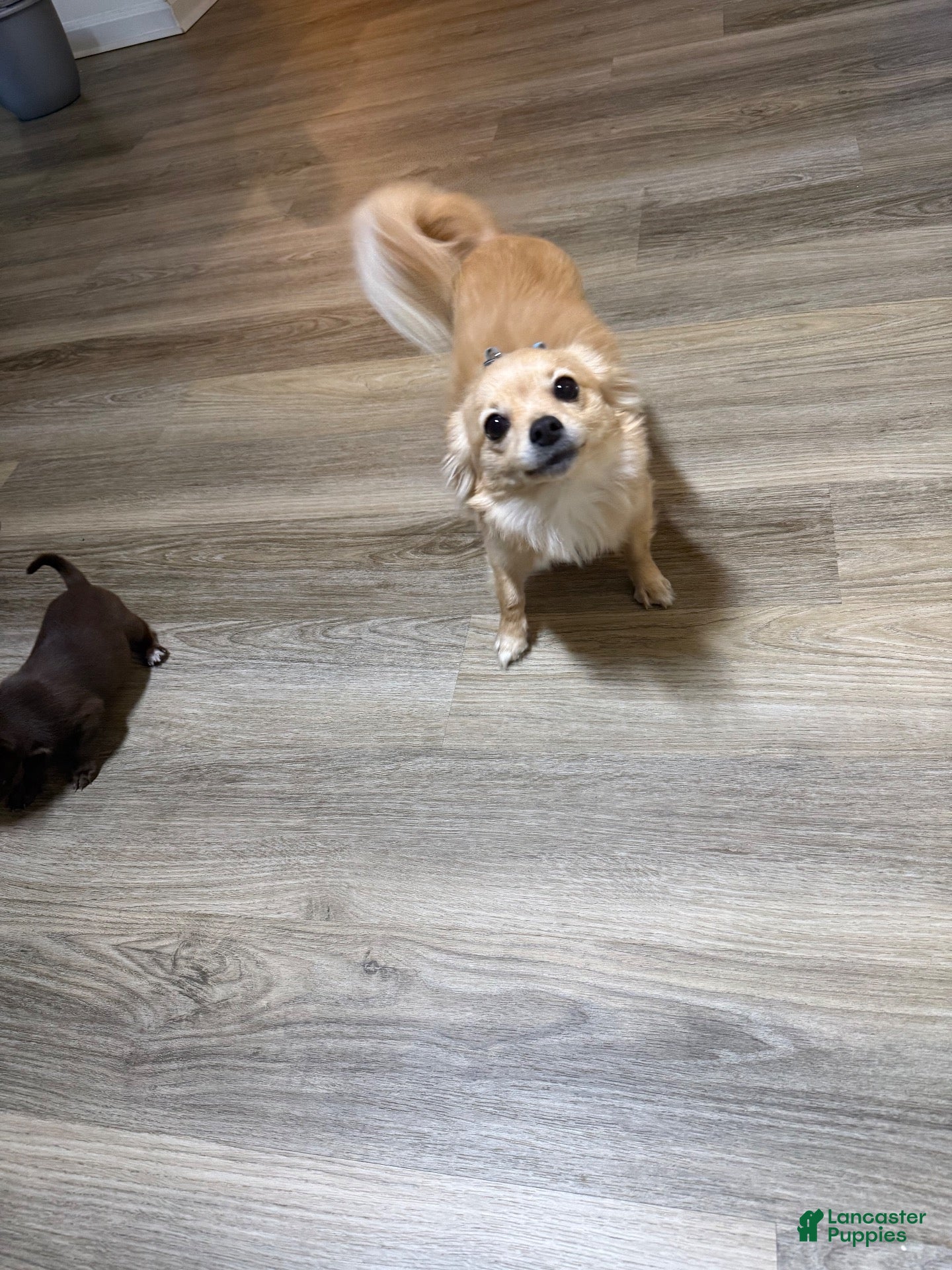 Chihuahua dogs Mello - Ad 2