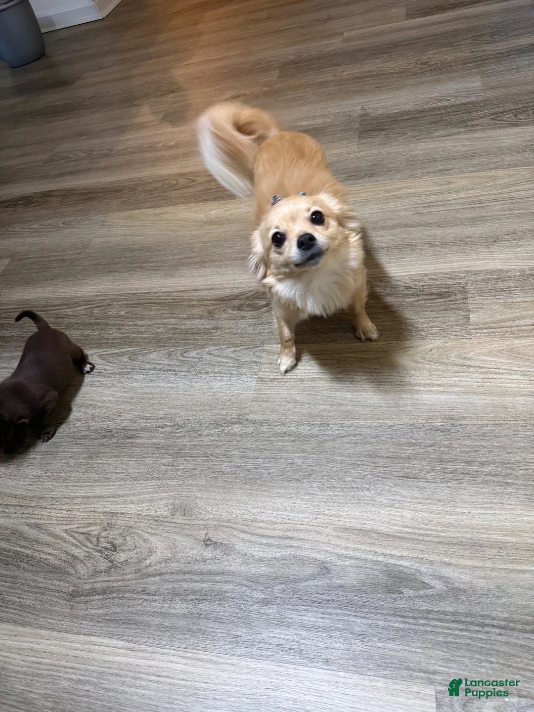 Chihuahua dogs for sale: Mello - Ad 2