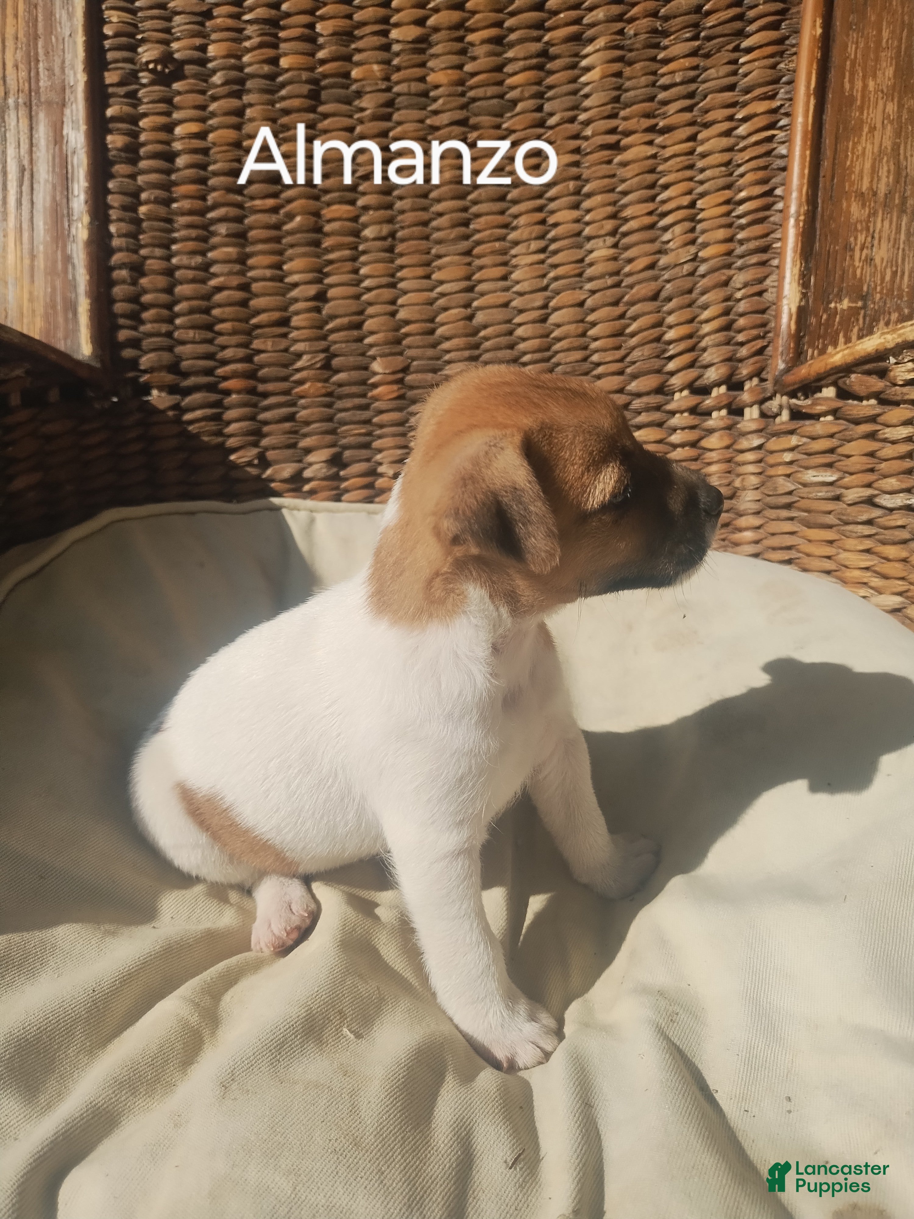 Jack Russell Terrier dogs Jack Russell Terrier 3 - Ad 1