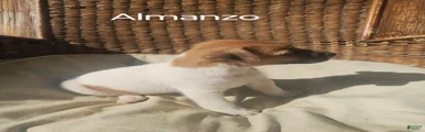 Jack Russell Terrier 3
