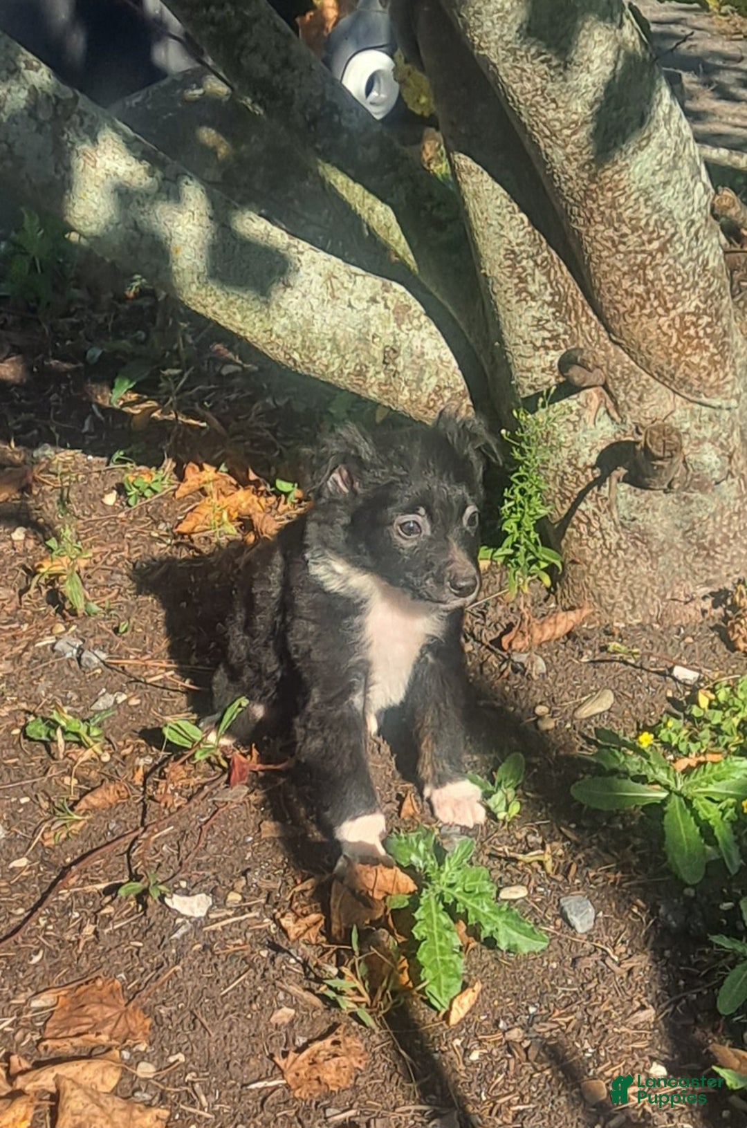Miniature Australian Shepherd dogs for sale: Teddy - Ad 2