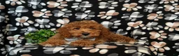 Cockapoo dogs for sale: Nikos Hypoallergenic - Ad 6
