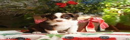Australian Shepherd dogs for sale: Angus - Ad 1