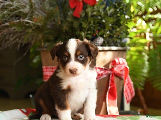 Australian Shepherd dogs Angus - Ad 31