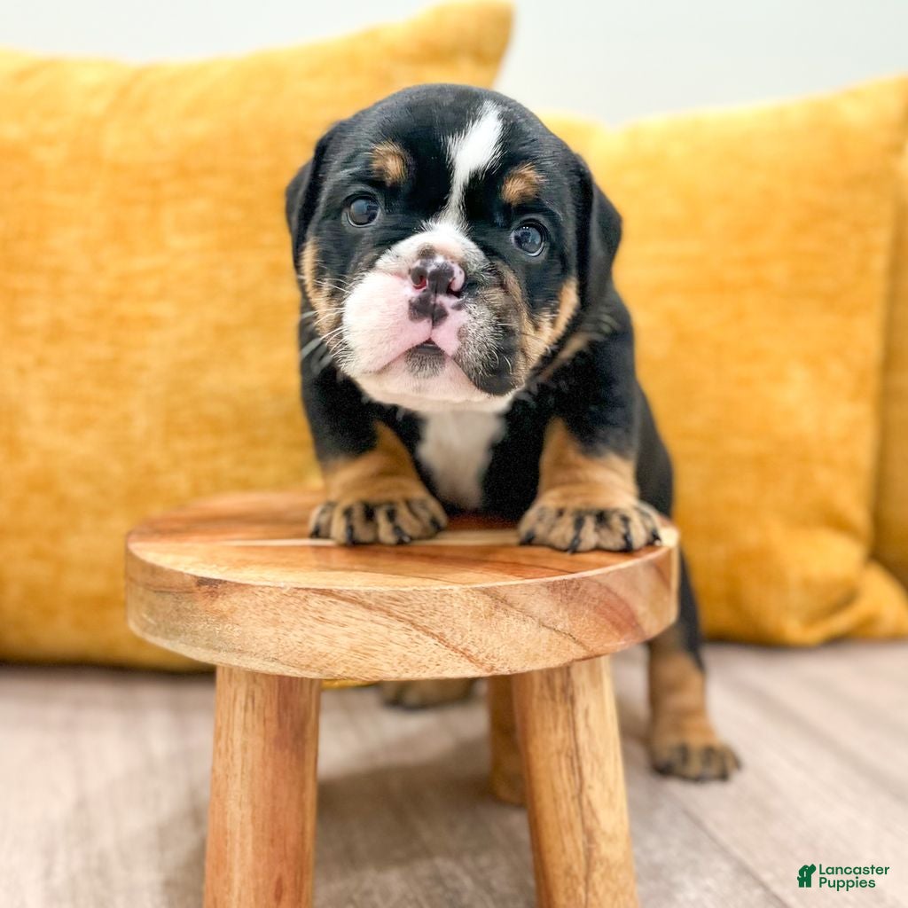 English Bulldog dogs Callum - Ad 1