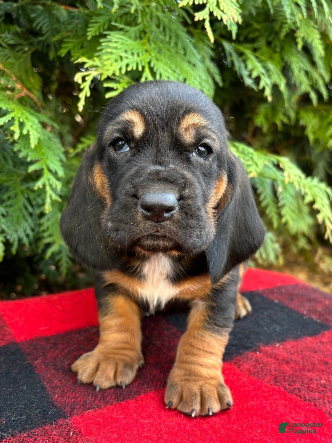Basset Hound dogs for sale: Martha May - Ad 4