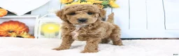 Mini Goldendoodle dogs for sale: Frank - Ad 3