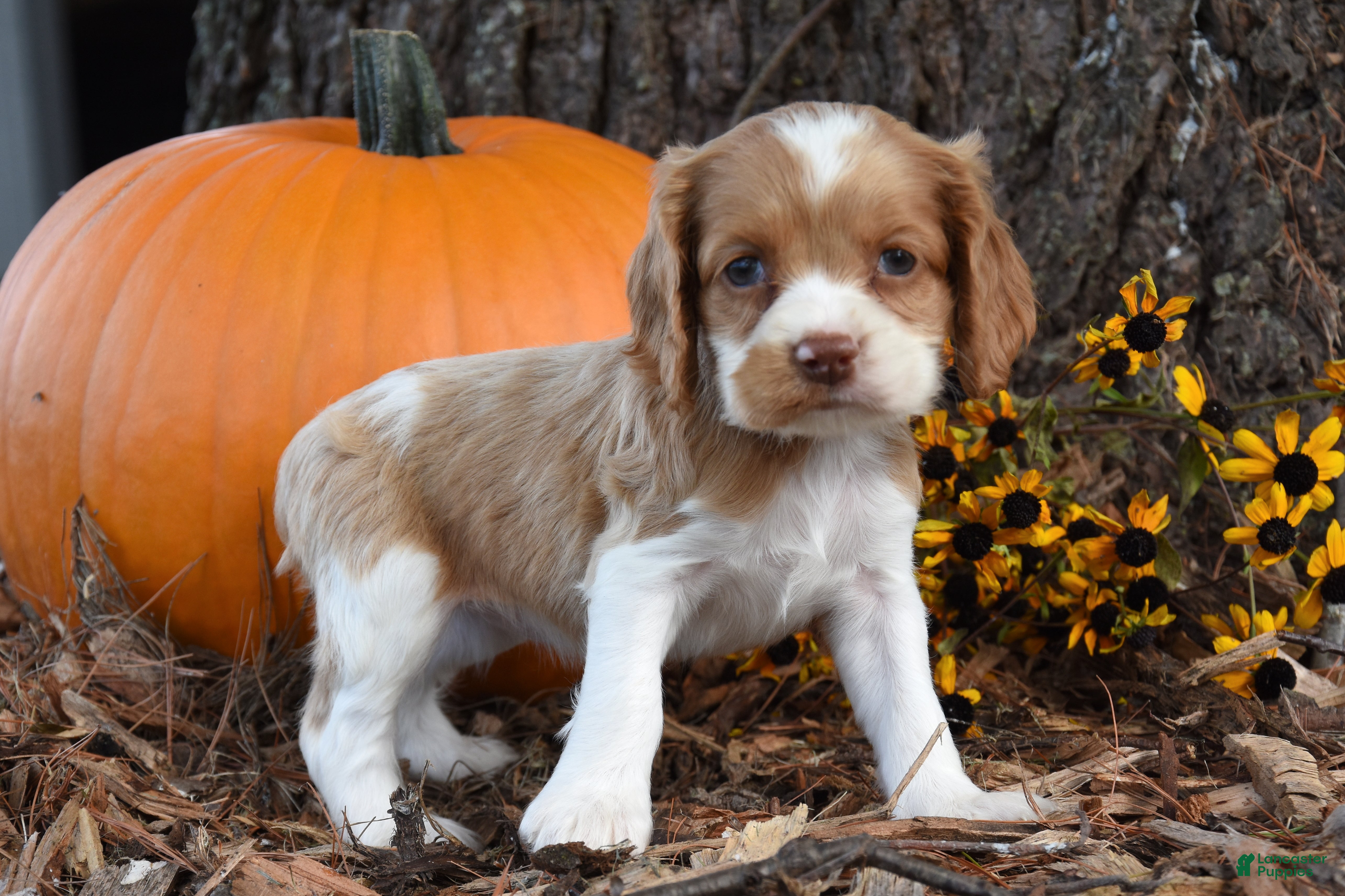 Cocker Spaniel dogs Megan - Ad 2