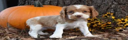 Cocker Spaniel dogs for sale: Megan - Ad 2