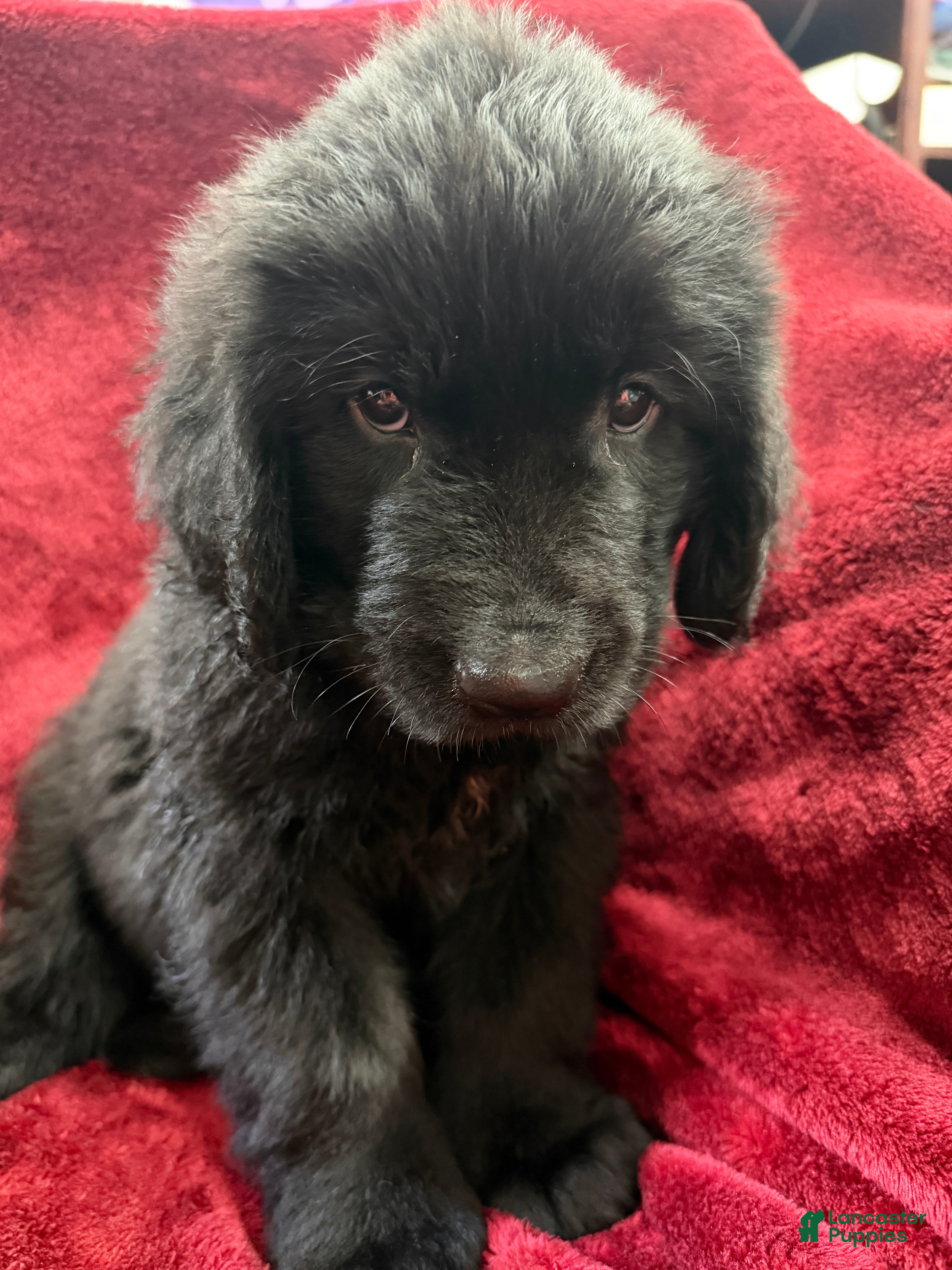 Newfoundland dogs Newfoundland 3 - Ad 2
