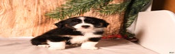 Miniature Australian Shepherd dogs for sale: Elf - Ad 2