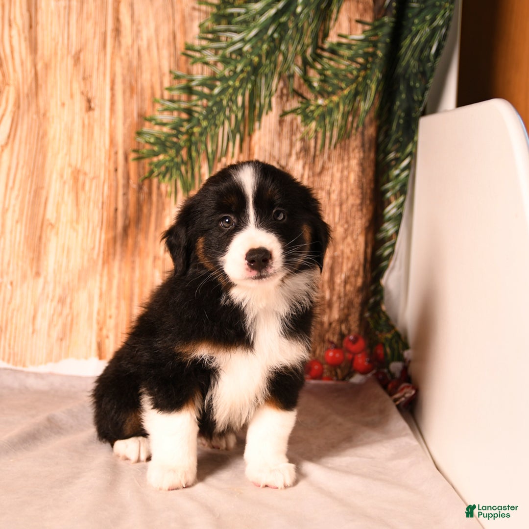 Miniature Australian Shepherd dogs for sale: Elf - Ad 2