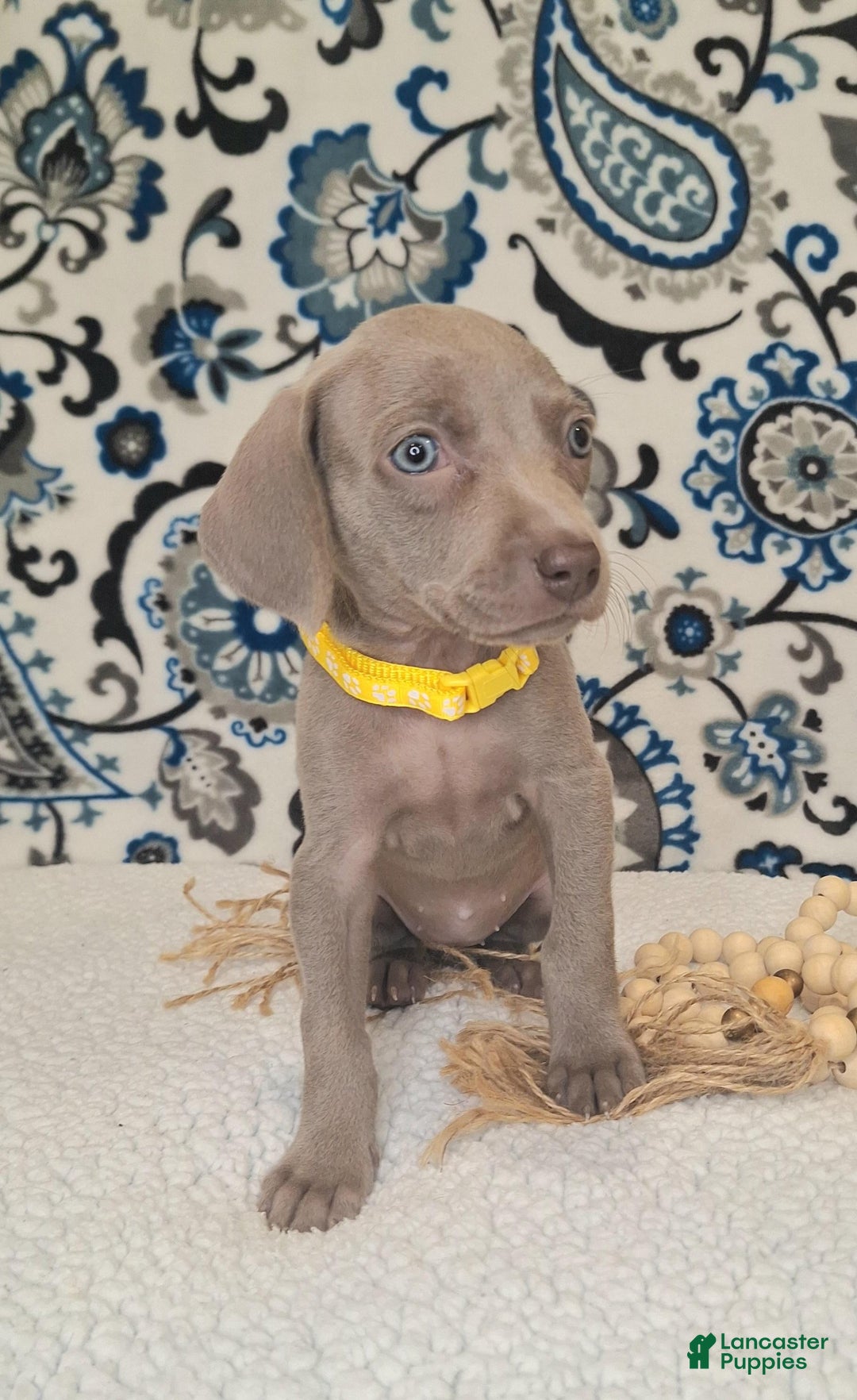 Weimaraner dogs for sale: Diamond - Ad 17