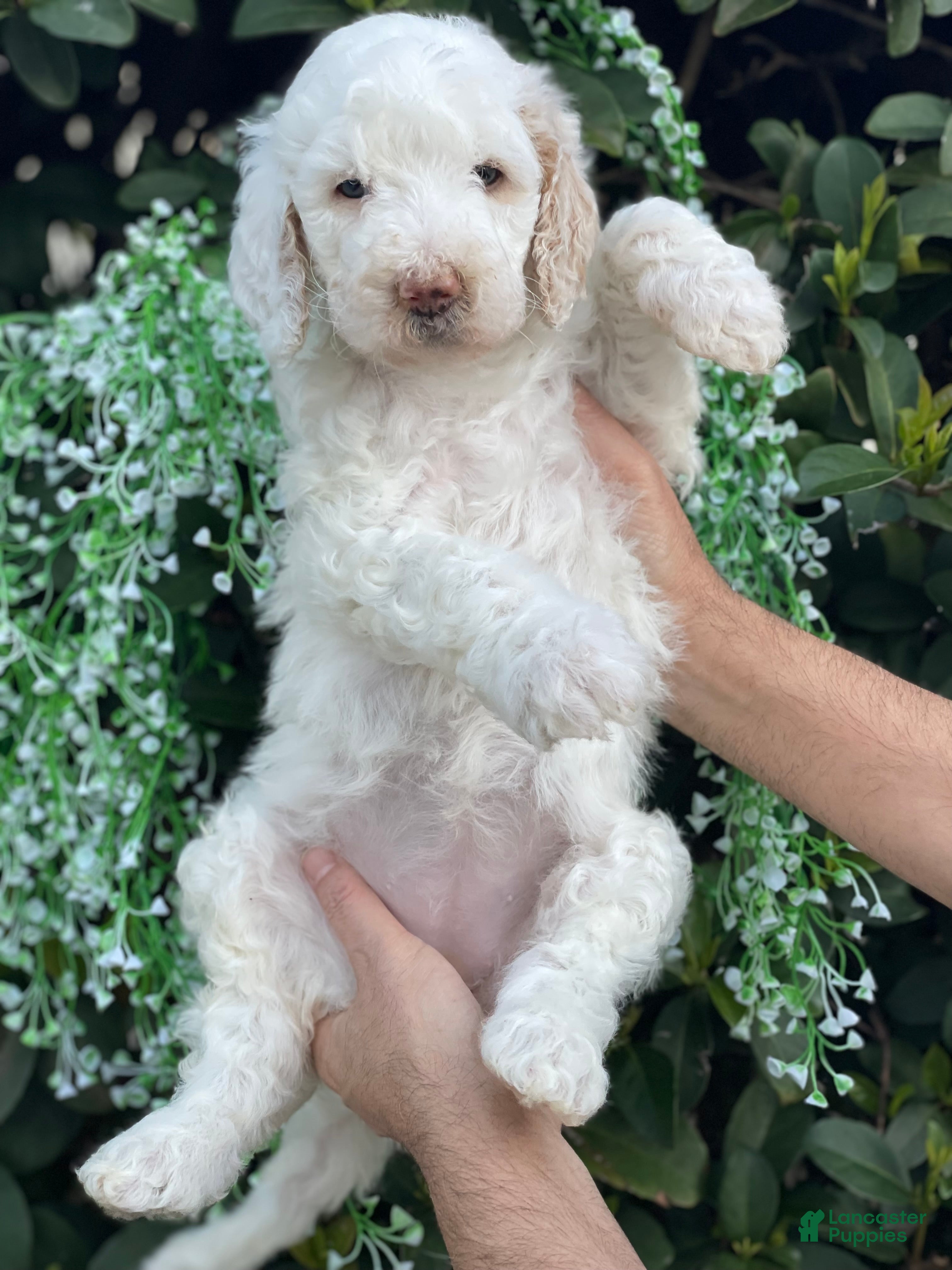 Goldendoodle dogs Cloe  - Ad 9