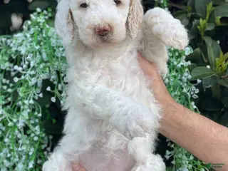 Goldendoodle dogs Cloe - Ad 9