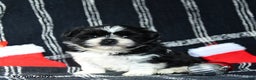Shih Tzu dogs for sale: Oreo - Ad 2