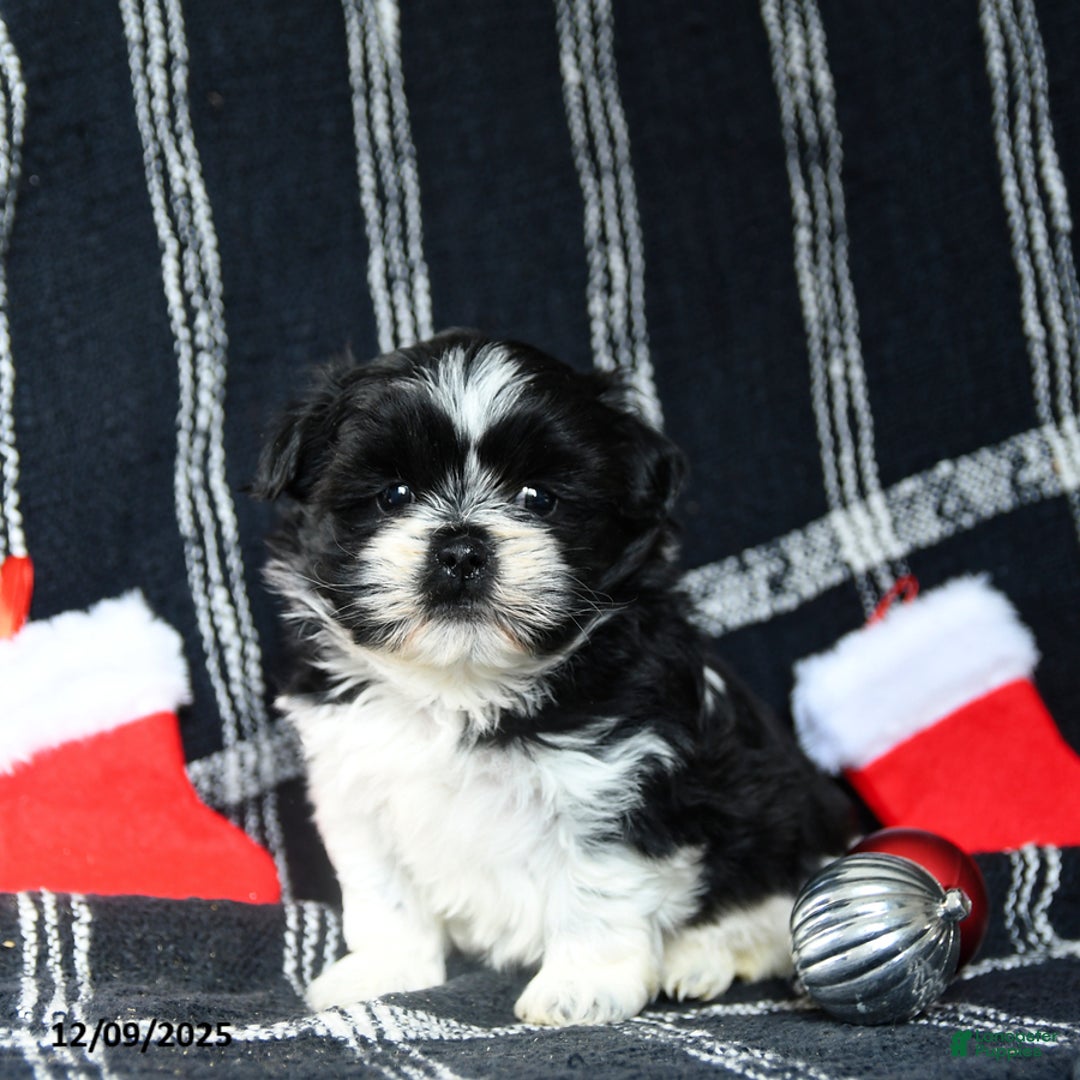 Shih Tzu dogs for sale: Oreo - Ad 2
