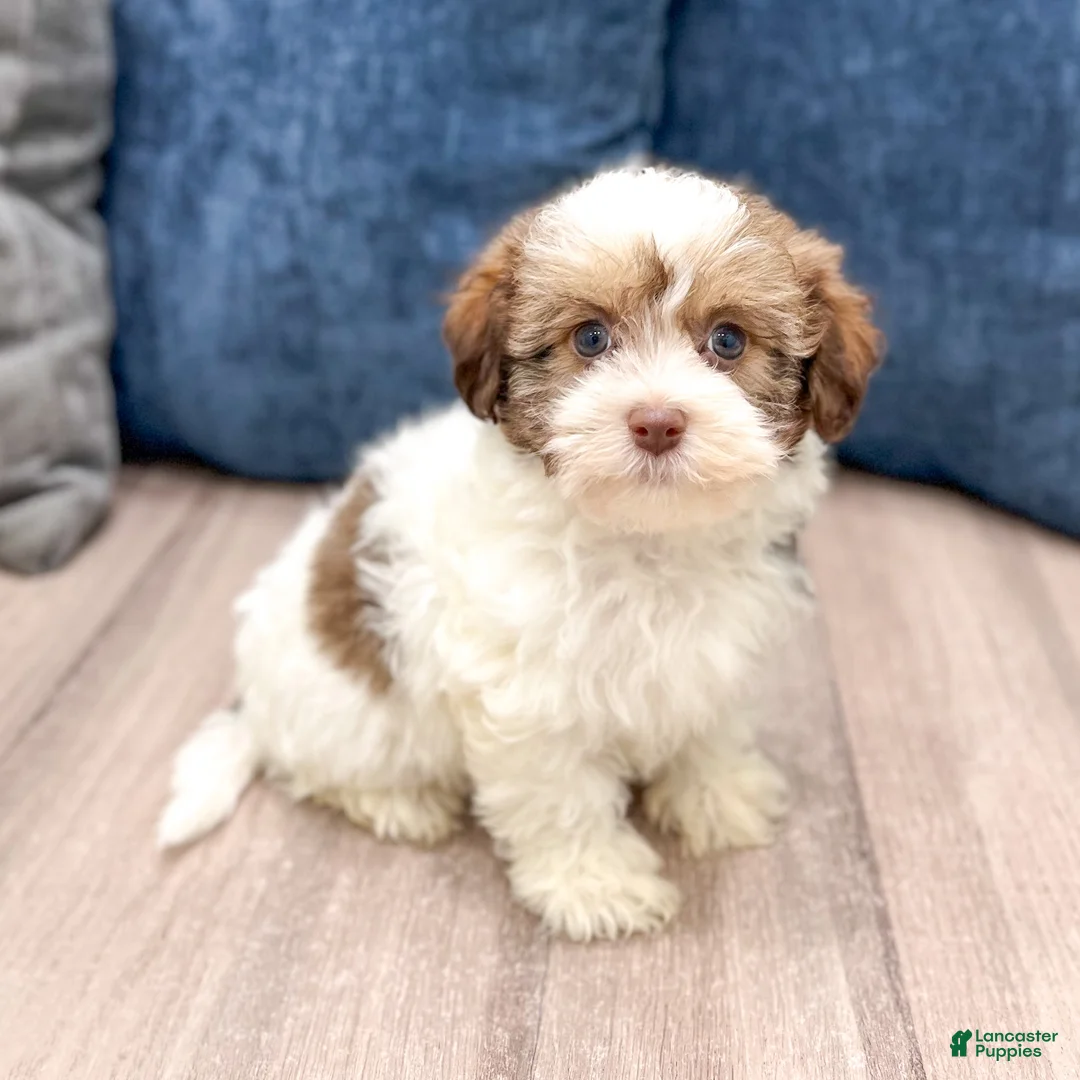 Havanese dogs for sale: Axel - Ad 1