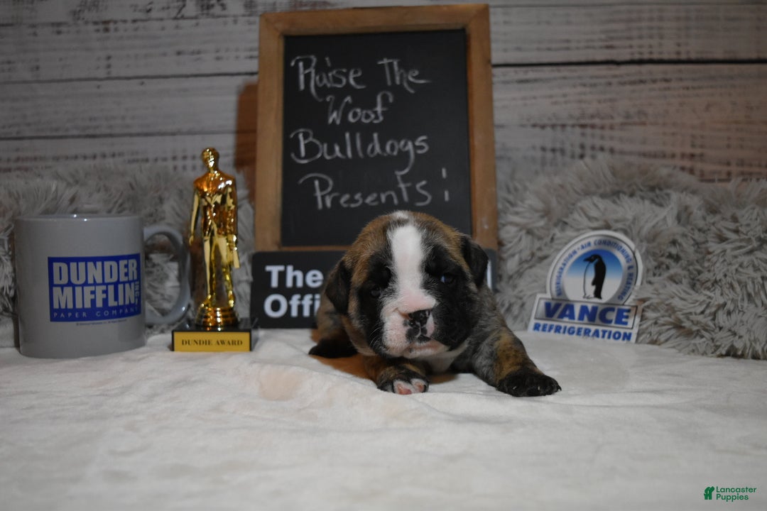 English Bulldog dogs for sale: Phyllis - Ad 6