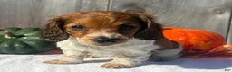 Miniature Dachshund dogs for sale: Hunter - Ad 5