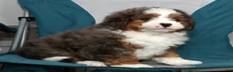 Mini Bernedoodle dogs for sale: Luke - Ad 9