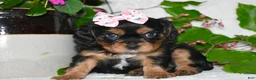 Cavalier King Charles Spaniel dogs for sale: Cavalier King Charles Spaniel 3 - Ad 9