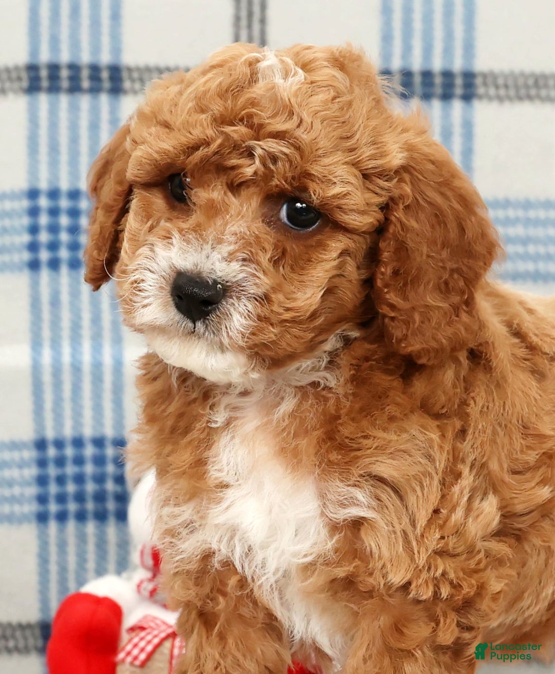 Cavapoo dogs for sale: Joey - Ad 9