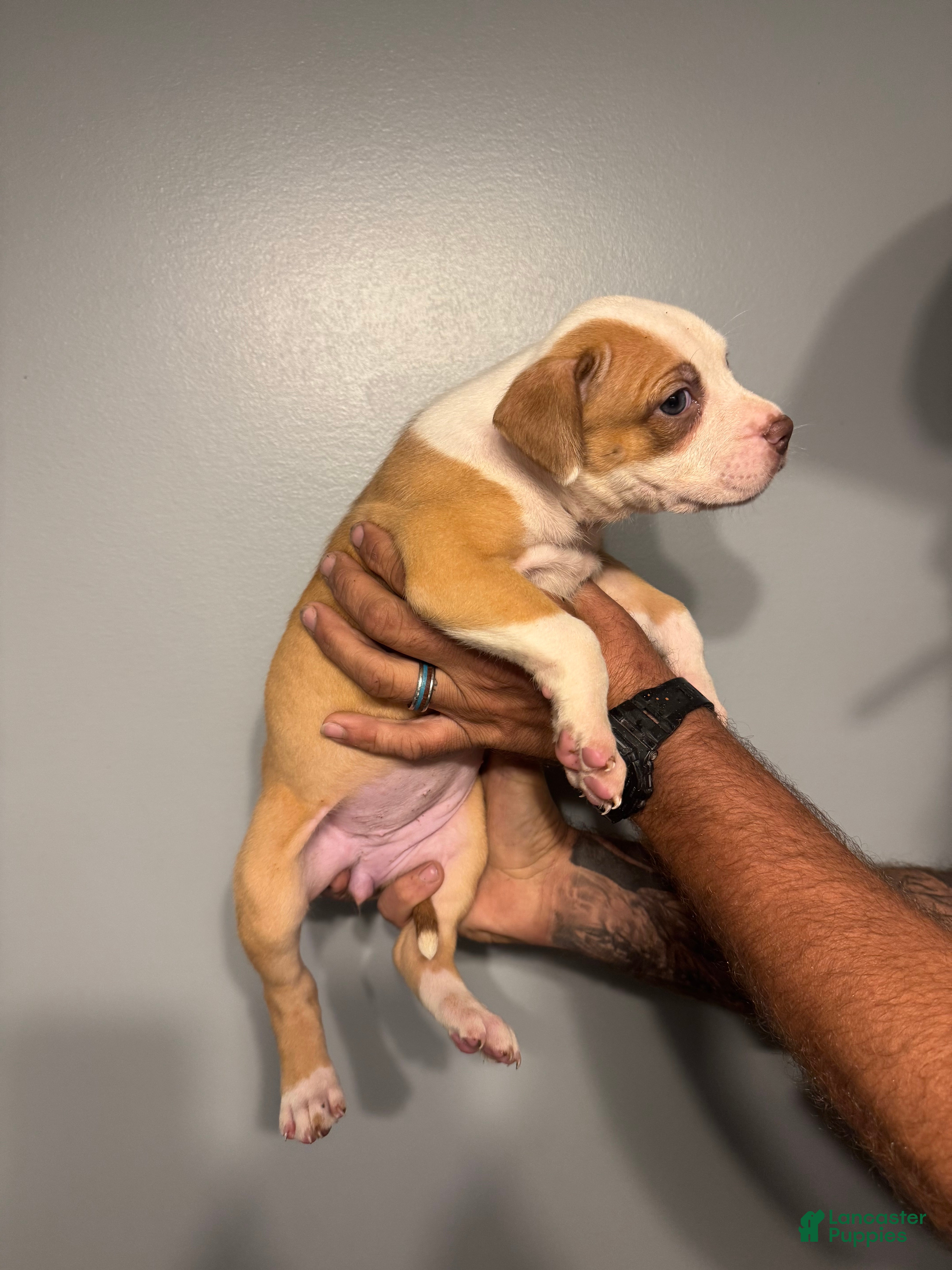 American Pit Bull Terrier dogs American Pit Bull Terrier Puppy 3 - Ad 13