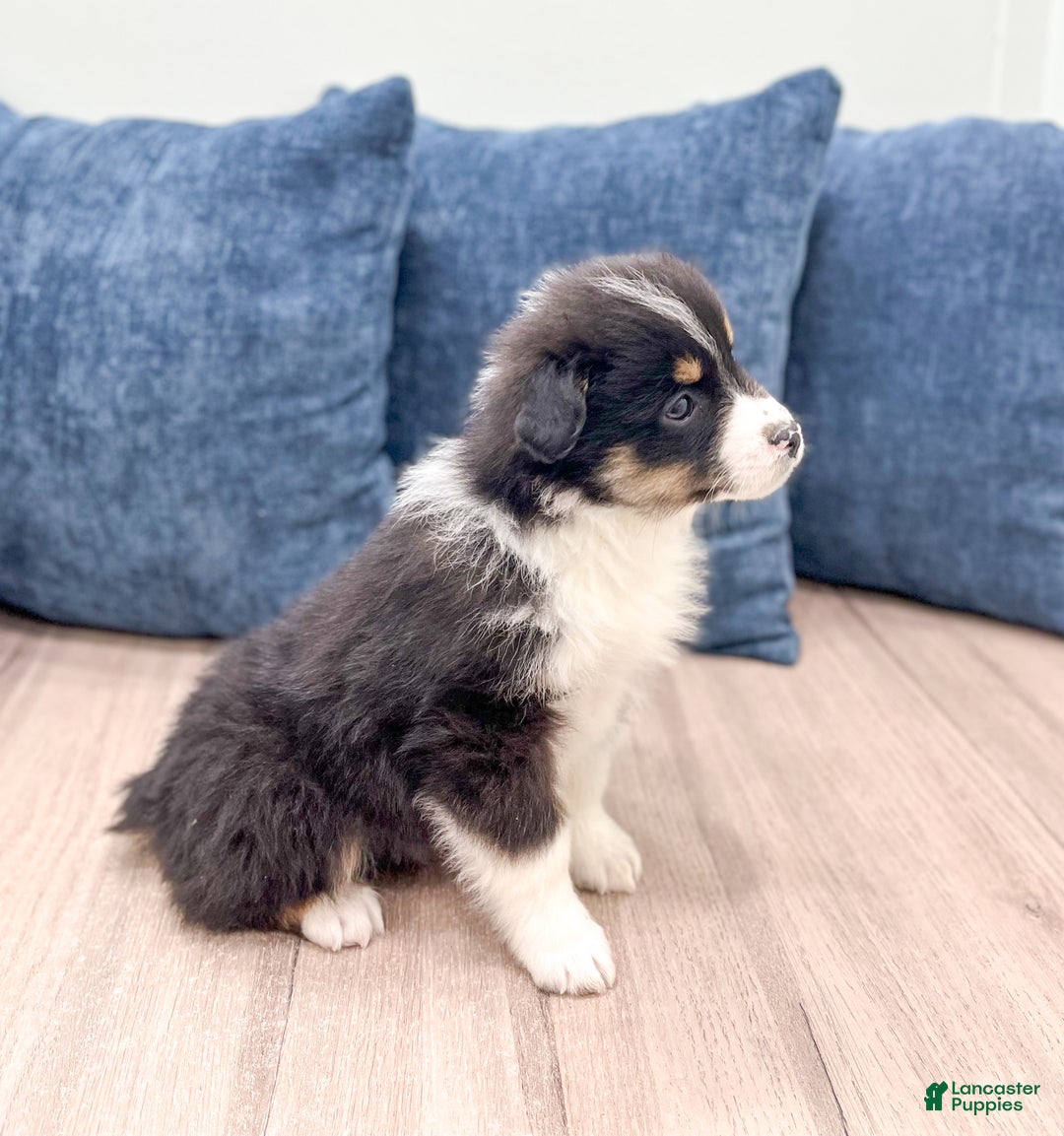 Miniature Australian Shepherd dogs for sale: Blossom - Ad 4