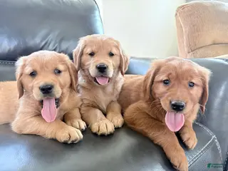 Golden Retriever dogs for sale: Golden Retriever Puppy 2 - Ad 1