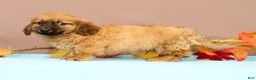 Miniature Dachshund dogs for sale: Ace - Ad 5