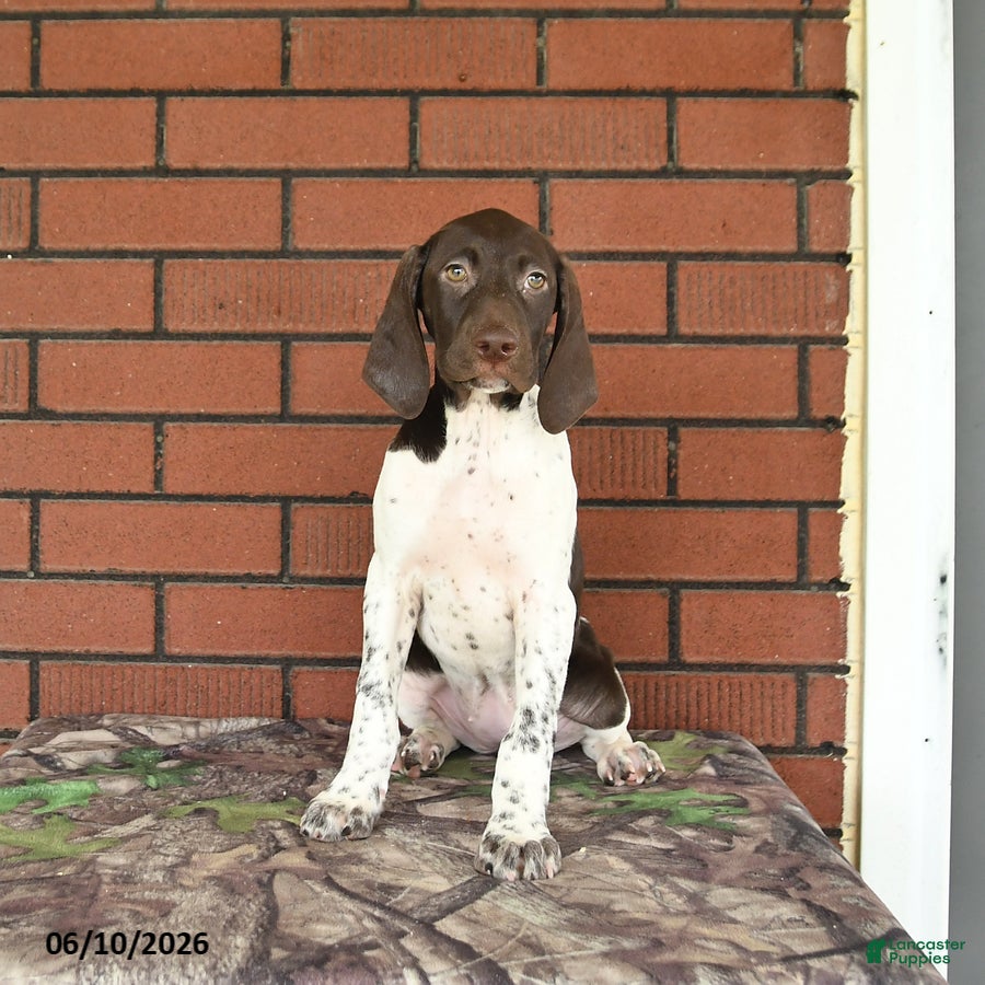 German Shorthaired Pointer dogs Ginger - Ad 1