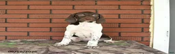 German Shorthaired Pointer dogs for sale: Ginger - Ad 1