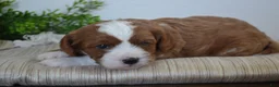 Miniature Poodle dogs for sale: Pebbles - Ad 5