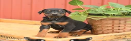 Doberman Pinscher dogs for sale: Rhianna - Ad 3