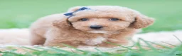 Maltipoo dogs for sale: Wolf F1B - Ad 4