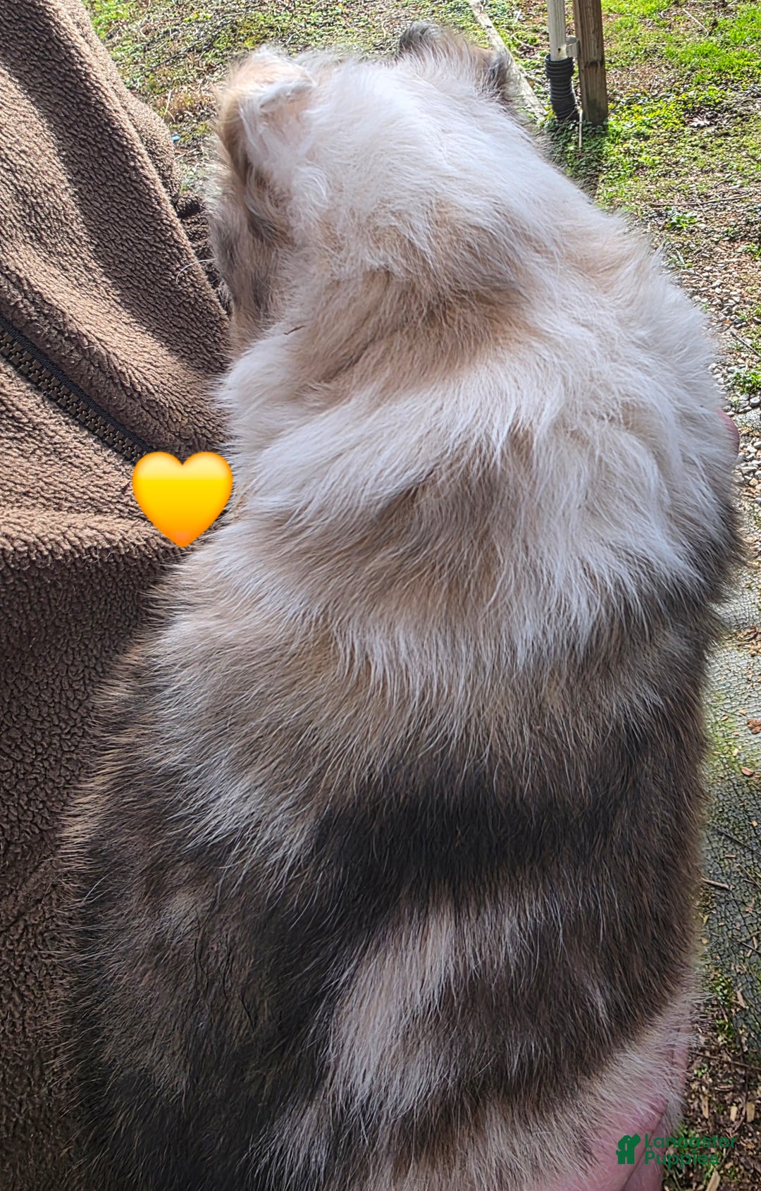 Shetland Sheepdog dogs for sale: Shetland Sheepdog Puppy 4 - Ad 2