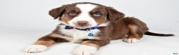 Miniature Australian Shepherd dogs for sale: Rusty - Ad 5