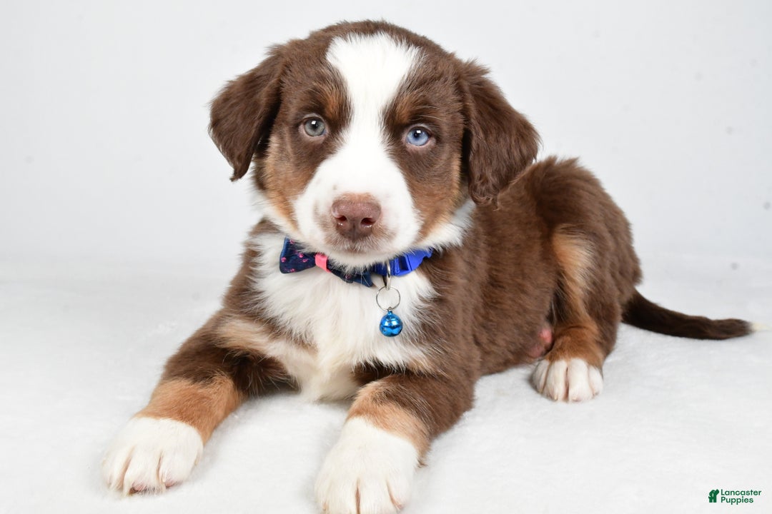 Miniature Australian Shepherd dogs for sale: Rusty - Ad 5