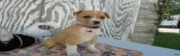 Jack Russell Terrier dogs for sale: Jack Russell Terrier 1 Junper - Ad 2