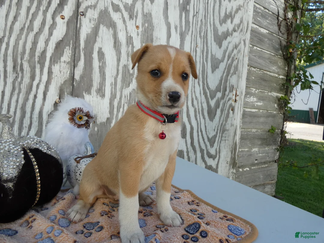 Jack Russell Terrier dogs for sale: Jack Russell Terrier 1 Junper - Ad 2