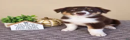 Australian Shepherd dogs for sale: Remy - Ad 2