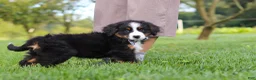 Miniature Bernese Mountain Dog dogs for sale: Kory - Ad 10