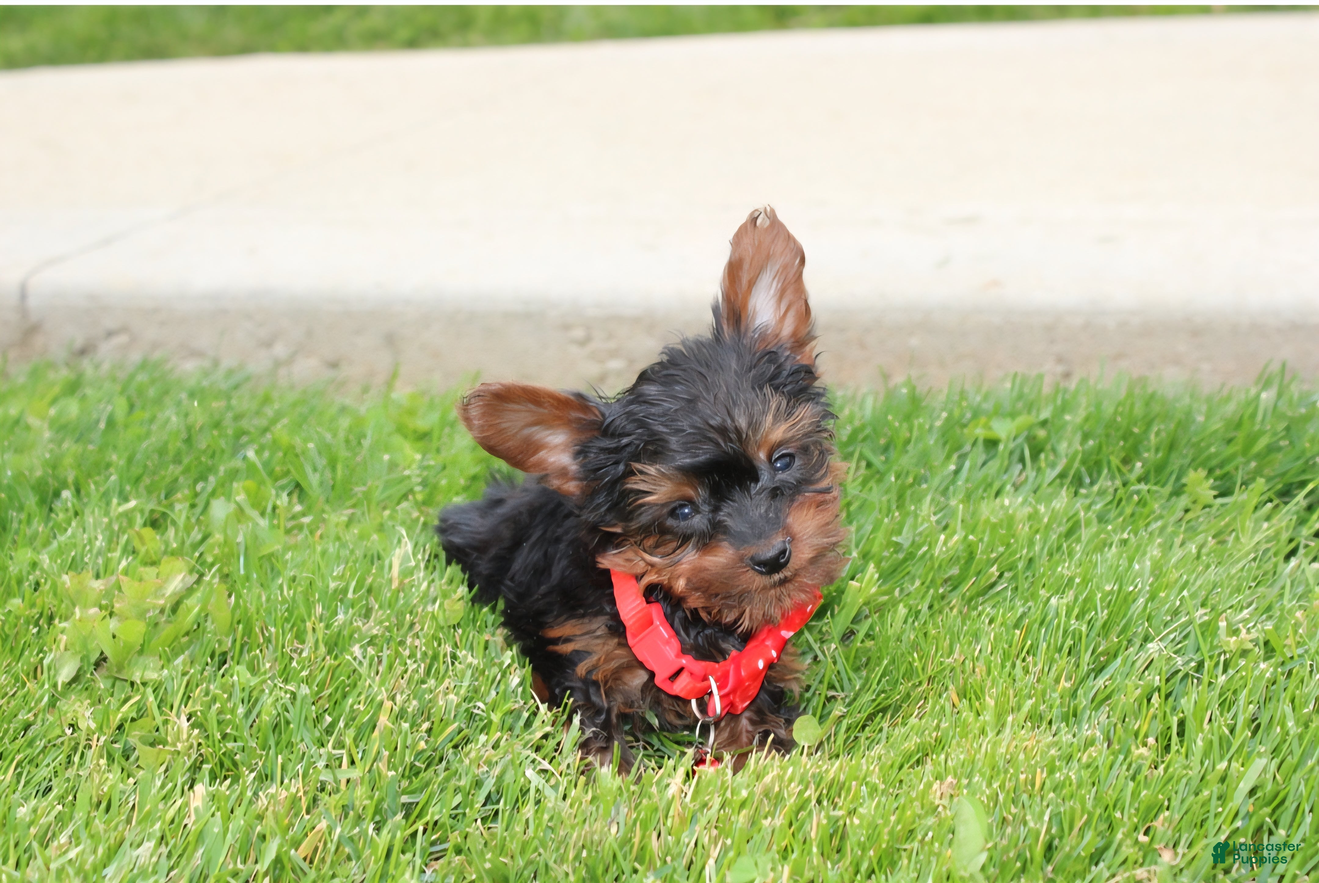 Yorkiepoo dogs Emmett  - Ad 1