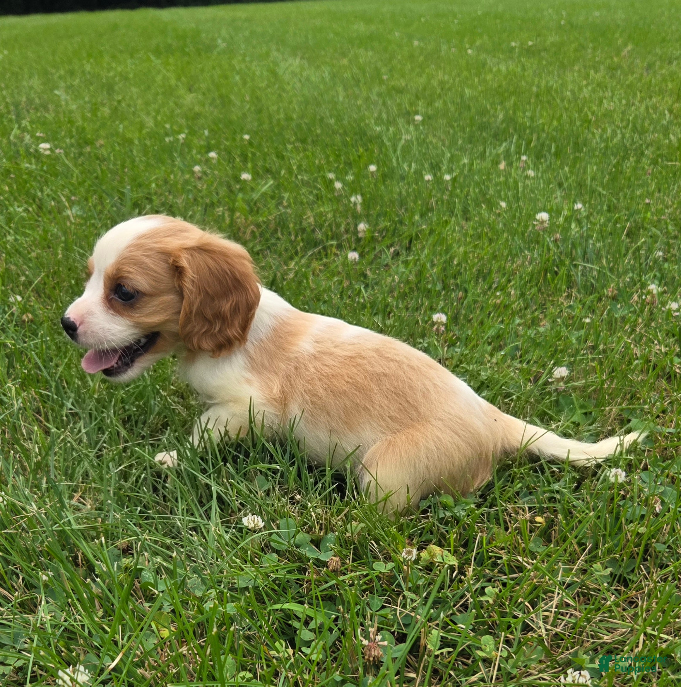 Cavalier King Charles Spaniel dogs Rider - Ad 2