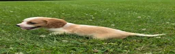 Cavalier King Charles Spaniel dogs for sale: Rider - Ad 3