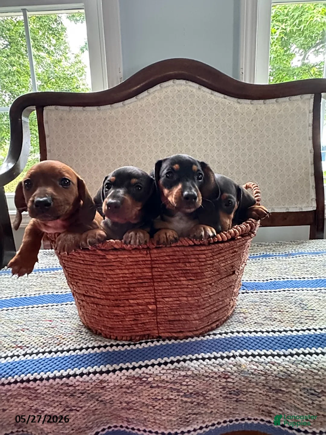 Mini Aussiedoodle dogs for sale: Armor - Ad 5