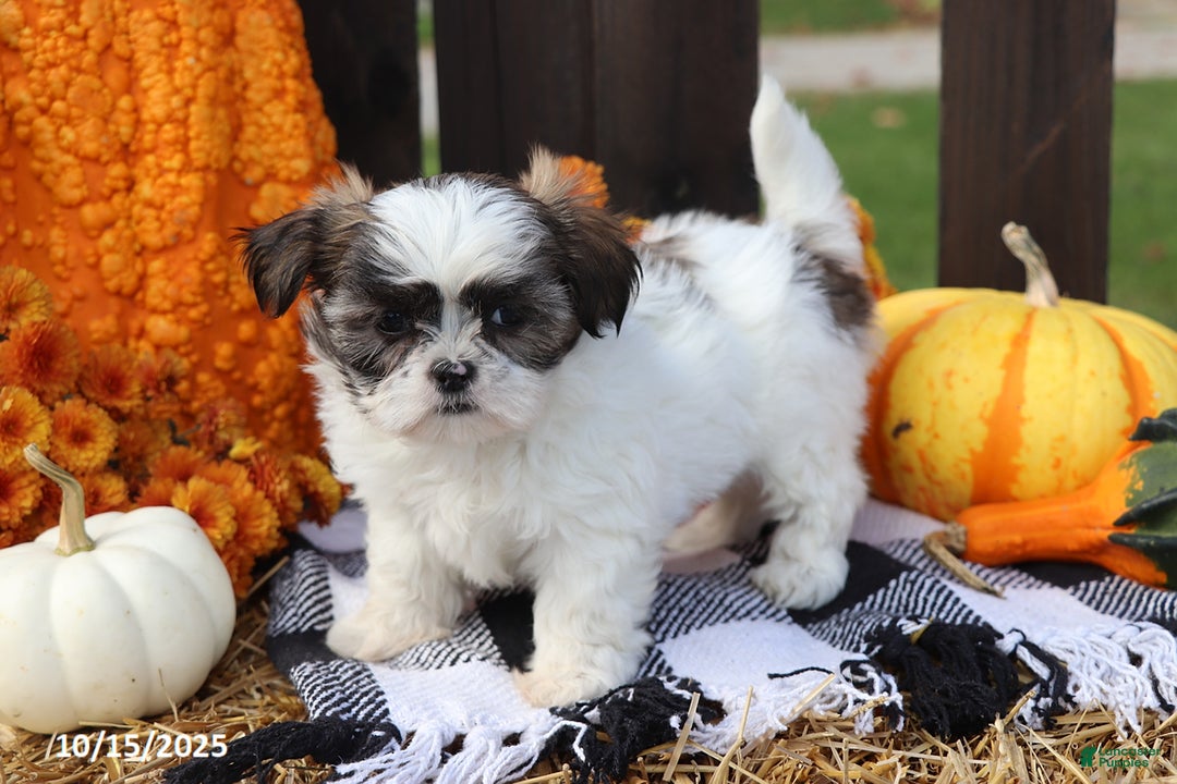 Gallery Image {{count}}