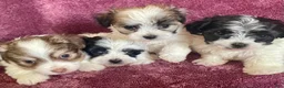 Havanese dogs for sale: Stuart - Ad 2